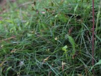 Carex rorulenta 3, Saxifraga-Rutger Barendse