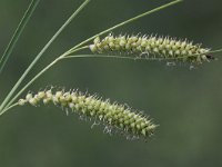 Carex rostrata 10, Snavelzegge, Saxifraga-Peter Meininger