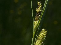Carex rostrata 11, Snavelzegge, Saxifraga-Jan van der Straaten