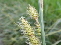 Carex rostrata 12, Snavelzegge, Saxifraga-Rutger Barendse