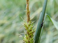 Carex rostrata 16, Snavelzegge, Saxifraga-Rutger Barendse