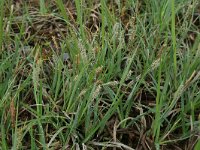 Carex rostrata 23, Snavelzegge, Saxifraga-Hans Boll