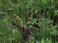 Carex rostrata 27, Snavelzegge, Saxifraga-Hans Boll