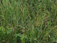 Carex rostrata 28, Snavelzegge, Saxifraga-Hans Boll