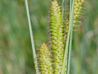 Carex rostrata 3, Snavelzegge, Saxifraga-Jasenka Topic