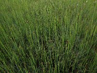 Carex rostrata 30, Snavelzegge, Saxifraga-Hans Boll