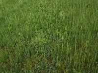 Carex rostrata 31, Snavelzegge, Saxifraga-Hans Boll