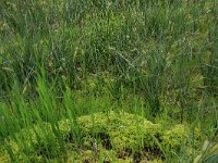 Carex rostrata 35, Snavelzegge, Saxifraga-Hans Boll