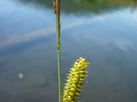 Carex rostrata 4, Snavelzegge, Saxifraga-Jasenka Topic