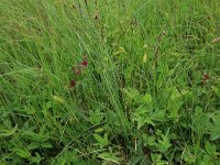 Carex rostrata 46, Snavelzegge, Saxifraga-Hans Boll