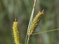 Carex rostrata 5, Snavelzegge, Saxifraga-Peter Meininger