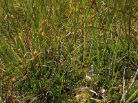 Carex rostrata 50, Snavelzegge, Saxifraga-Hans Boll