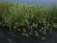 Carex rostrata 55, Snavelzegge, Saxifraga-Hans Boll