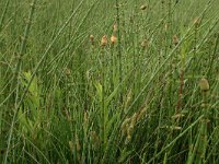 Carex rostrata 6, Snavelzegge, Saxifraga-Hans Boll
