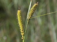 Carex rostrata 9, Snavelzegge, Saxifraga-Peter Meininger