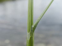 Carex scoparia - venlo (13)
