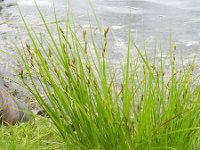Carex scoparia - venlo (14)