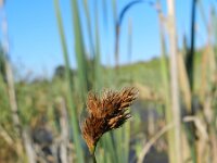 Carex scoparia 2, Saxifraga-Rutger Barendse