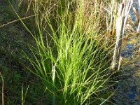 Carex scoparia 4, Saxifraga-Rutger Barendse