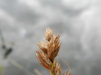 Carex scoparia 6, Saxifraga-Rutger Barendse