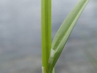 Carex scoparia 8, Saxifraga-Rutger Barendse