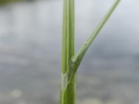 Carex scoparia 9, Saxifraga-Rutger Barendse