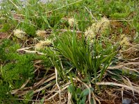 Carex sempervirens 3, Saxifraga-Ed Stikvoort
