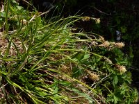 Carex sempervirens 4, Saxifraga-Ed Stikvoort