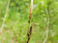 Carex sempervirens 5, Saxifraga-Rutger Barendse
