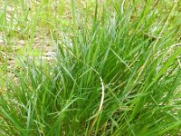 Carex sempervirens 6, Saxifraga-Rutger Barendse