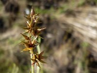 Carex spicata 1, Gewone bermzegge, Saxifraga-Jasenka Topic