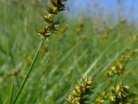 Carex spicata 10, Gewone bermzegge, Saxifraga-Jelle van Dijk