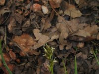 Carex spicata 2, Gewone bermzegge, Saxifraga-Jasenka Topic