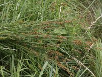 Carex spicata 3, Gewone bermzegge, Saxifraga-Peter Meininger