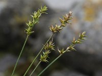 Carex spicata 4, Gewone bermzegge, Saxifraga-Peter Meininger