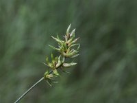 Carex spicata 5, Gewone bermzegge, Saxifraga-Peter Meininger