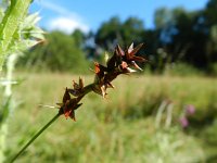 Carex spicata 7, Gewone bermzegge, Saxifraga-Rutger Barendse