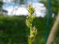 Carex spicata 8, Gewone bermzegge, Saxifraga-Rutger Barendse