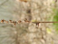 Carex spicata 9, Gewone bermzegge, Saxifraga-Rutger Barendse