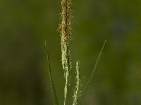 Carex sylvatica 1, Boszegge, Saxifraga-Jan van der Straaten