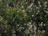 Carex sylvatica 16, Boszegge, Saxifraga-Hans Boll