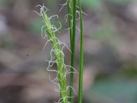 Carex sylvatica 2, Boszegge, Saxifraga-Rutger Barendse