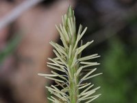 Carex sylvatica 3, Boszegge, Saxifraga-Rutger Barendse
