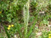 Carex sylvatica 4, Boszegge, Saxifraga-Jasenka Topic