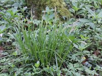 Carex sylvatica 5, Boszegge, Saxifraga- Peter Meininger