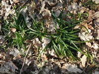 Carex sylvatica 7, Boszegge, Saxifraga-Rutger Barendse