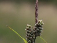 Carex tomentosa 10, Viltzegge, Saxifraga-Peter Meininger