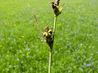 Carex tomentosa 11, Viltzegge, Saxifraga-Jasenka Topic