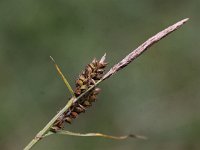 Carex tomentosa 12, Viltzegge, Saxifraga-Peter Meininger