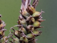 Carex tomentosa 13, Viltzegge, Saxifraga-Peter Meininger